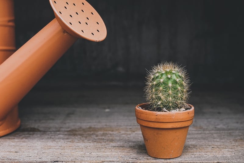 Upcycled Tin Can Planters
